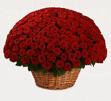 Премиум букет из: Розы в Ильинке Астраханской области